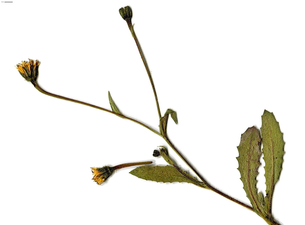 Hedypnois rhagadioloides (Asteraceae)